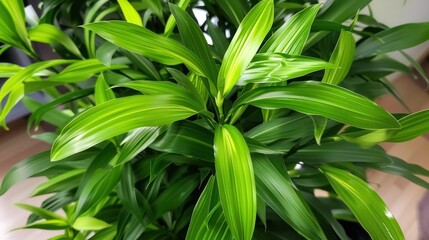 Fototapeta premium Dracaena Sanderiana (Sander's dracaena, ribbon dracaena, lucky bamboo, curly bamboo, Chinese water bamboo, Goddess of Mercy's plant