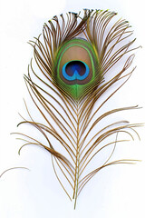 Peacock feather green sinuous waves abstract, neatly isolated on a white background, captured in high-definition.