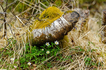 A piece of wood covered in vibrant green moss, creating a stunning display of natures beauty in a symbiotic relationship.