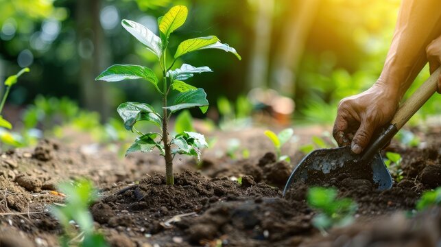 dig the ground with a shovel to do tree planting or afforestation AI generated