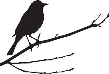 crow on a branch