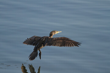 Cormorant hovering water
