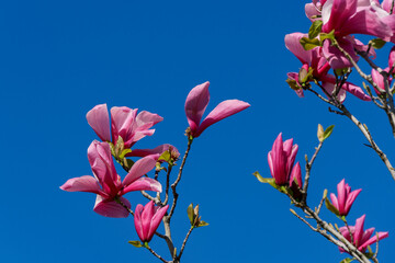 Beautiful branch of light pink Magnolia Soulangeana flower. Large pink magnolia flowers on blue sky background in City park Krasnodar or Galitsky Park in sunny spring 2024.