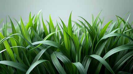Lush Green Grass Blades in Soft Lighting