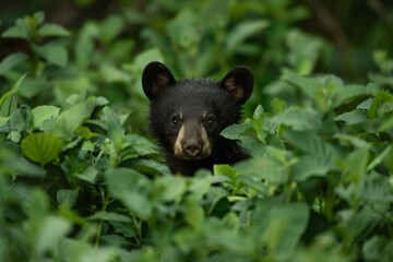 A  black bear in a forest
