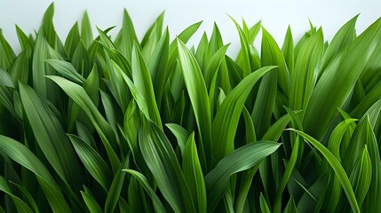Obraz premium Green Grass Blades: Natural Beauty in Focus
