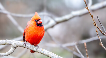 red cardinal on a branch