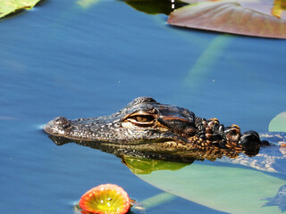 A baby alligator sunny on a lilypad, Tampa Bay, Florida