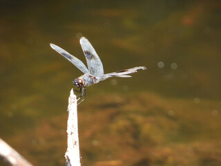 A dragonfly at the lake, Tampa Bay, Florida