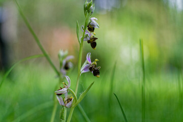 gros plan sur un orchidée sauvage.