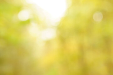 Blurred natural background. Leaves of trees in the grove.