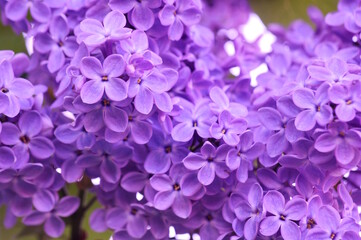 A bouquet of blooming lilacs. Beautiful purple petals. Natural background.