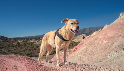 dog posing on a mountain of seven colors
