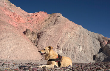 dog posing on a mountain of seven colors
