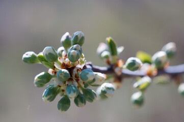 Flower buds bloom in spring. A spring bouquet.