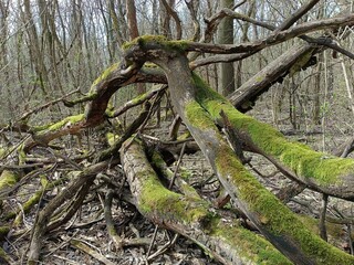 A fallen tree covered with moss.