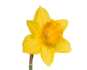 Yellow tubular daffodil on a white background isolated, macro © vesta48