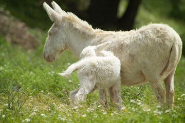 wild albino donkey at Asinara in Sardinia 
