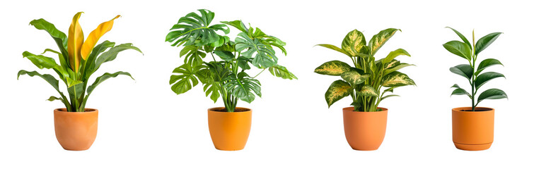 Fototapeta premium Tropical house plant with orange color pots isolated on transparent or white background