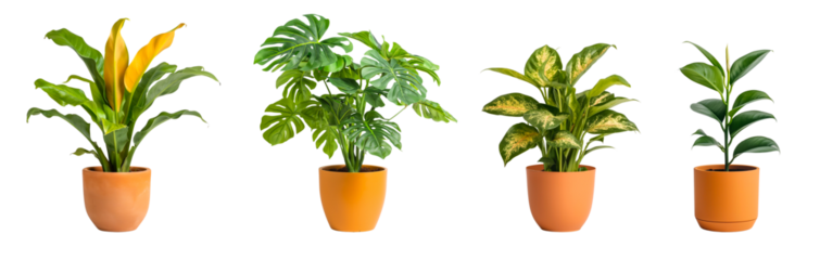 Tropical house plant with orange color pots isolated on transparent or white background