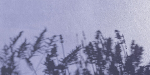 Plant shadow cast on wall 3d render illustration