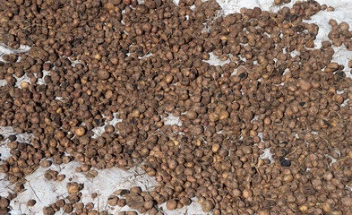 Potatoes known as chuño in Andean countries spread out on canvas in the sun