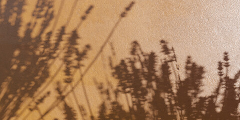 Shadow of a plant on a wall 3d render illustration