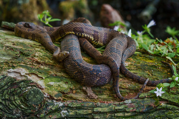 Banded Water Snakes