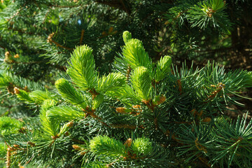 Young bright shoots on branches Blue spruce Picea pungens in landscape ornamental garden. Close-up bright green young shoots.  Nature concept for design. Selective focus.