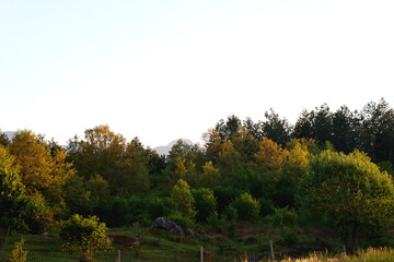 Mountain forest, illuminated by warm sunlight.
