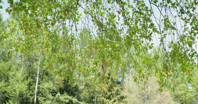 (Betula pendula) European white birch tree with pendulous slender twigs bearing long catkins and triangular, pointed medium green leaves with serrated margins trembling in the wind
