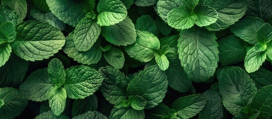Green mint leaves with space for your text.