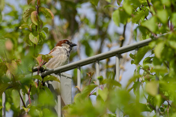 male house sparrow perching on a fence