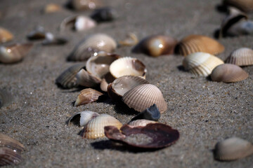 detail of shell on the shore in Aveiro portugal sand dunes Atlantic Ocean beach view landscape panorama