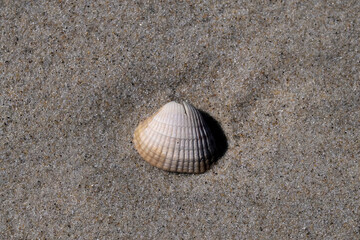 Fototapeta na wymiar detail of shell on the shore in Aveiro portugal sand dunes Atlantic Ocean beach view landscape panorama