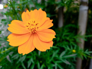 Kenikir sulfur is a flowering plant that comes from Mexico and belongs to the Kenikir-Kenikir family. This plant is also a natural habitat for the insects Anagrus nilaparvatae.