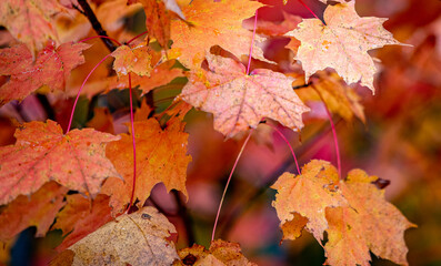 Fall leaves and colours