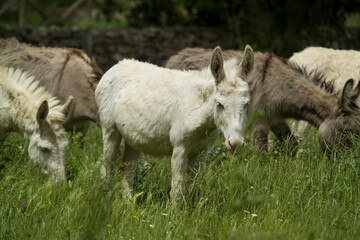 wild albino donkey at Asinara in Sardinia 