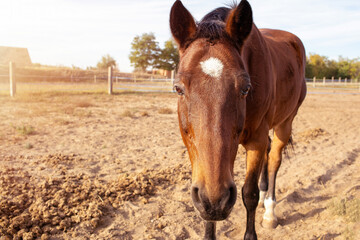 Portrait of a horse on the ranch.High quality photo.