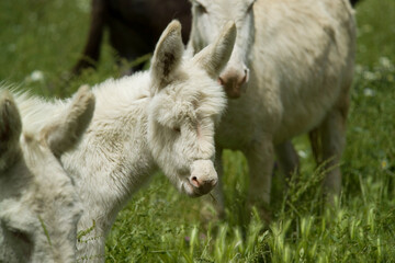 wild albino donkey at Asinara in Sardinia 