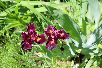 A captivating close-up of delicate purple iris flowers blossoming in the garden
