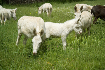 wild albino donkey at Asinara in Sardinia 