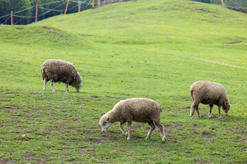Flock of sheep on green grass in Taiwan Qingjing Farm