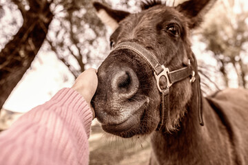 A hand stroking mule in enclosure on animal farm.