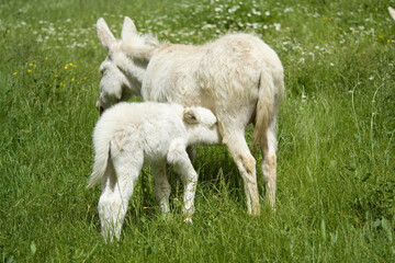 wild albino donkey at Asinara in Sardinia 