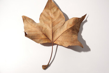 leaf on a white background