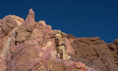 dog posing on a mountain of seven colors
