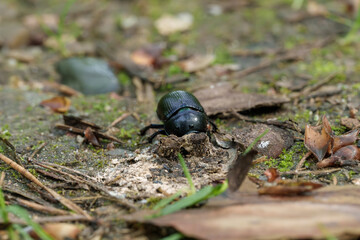 a black beetle is crawling on the ground in the dirt