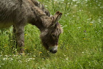 donkey in the countryside, sardinia, italy.