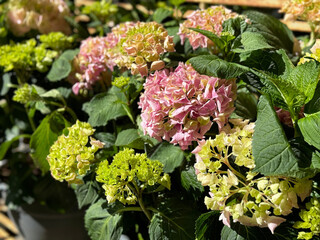 Hydrangea blossom pinkish green flowers.